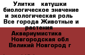 Улитки – катушки: биологическое значение и экологическая роль - Все города Животные и растения » Аквариумистика   . Новгородская обл.,Великий Новгород г.